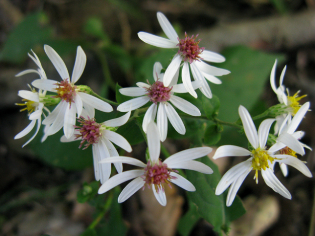 White Wood Aster - Eurybia divaricata (Aster divaricatus)