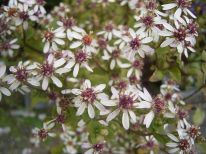 White Wood Aster - Eurybia divaricata (Aster divaricatus) 4