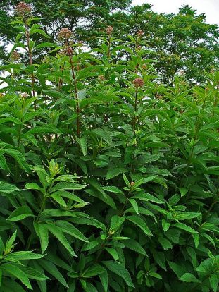 Sweet Joe Pye Weed, Sweet scented Joe Pye Weed - Eutrochium purpureum (Eupatorium purpureum) 3