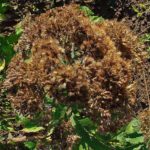 Sweet Joe Pye Weed, Sweet scented Joe Pye Weed - Eutrochium purpureum (Eupatorium purpureum)