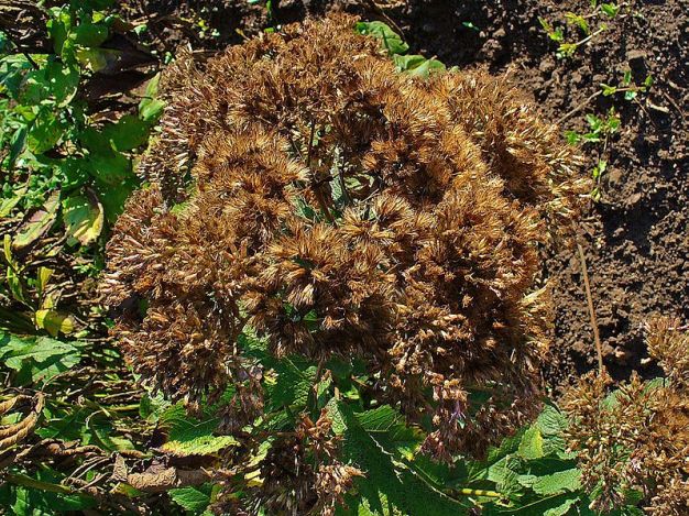 Sweet Joe Pye Weed, Sweet scented Joe Pye Weed - Eutrochium purpureum (Eupatorium purpureum)