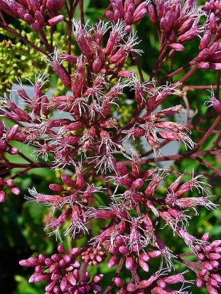 Sweet Joe Pye Weed, Sweet scented Joe Pye Weed - Eutrochium purpureum (Eupatorium purpureum) 2