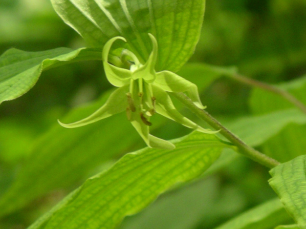 Fairy Bells, Yellow Mandarin - Prosartes lanuginosa (Disporum lanuginosum)
