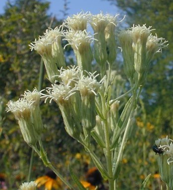 False Boneset - Brickellia eupatorioides (Kuhnia eupatorioides)