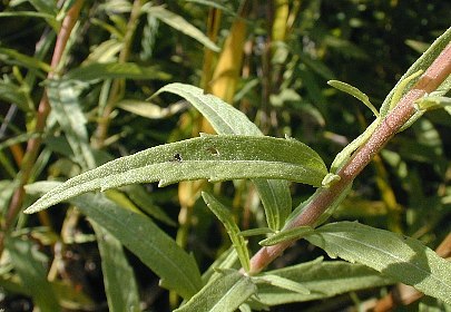 False Boneset - Brickellia eupatorioides (Kuhnia eupatorioides) 2