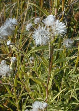 False Boneset - Brickellia eupatorioides (Kuhnia eupatorioides) 1