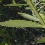 False Dragonhead, Obedient Plant - Physostegia virginiana 2