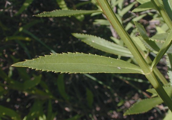 False Dragonhead, Obedient Plant - Physostegia virginiana 2