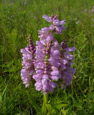 False Dragonhead, Obedient Plant - Physostegia virginiana 1