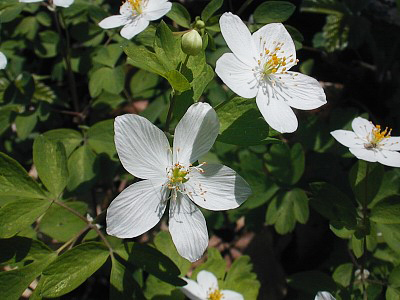 False Rue Anemone - Enemion biternatum (Isopyrum biternatum)