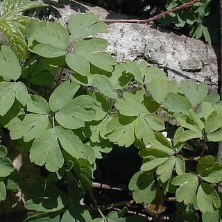 False Rue Anemone - Enemion biternatum (Isopyrum biternatum) 1