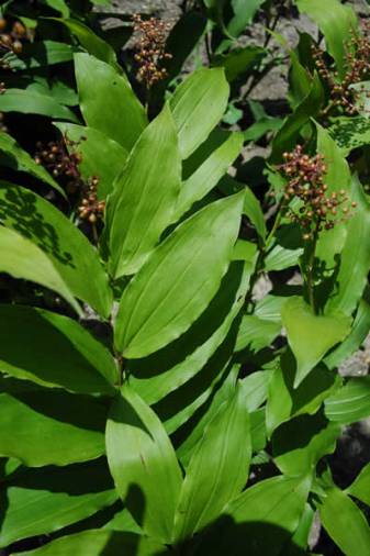 False Solomon’s Seal, Solomon’s Plume - Maianthemum racemosum (Smilacina racemosa) 1