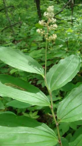 False Solomon’s Seal, Solomon’s Plume - Maianthemum racemosum (Smilacina racemosa)