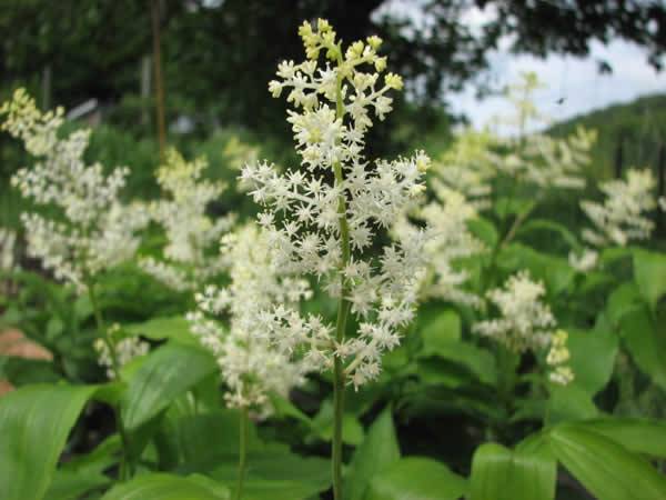 False Solomon’s Seal, Solomon’s Plume - Maianthemum racemosum (Smilacina racemosa) 2