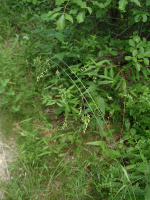 Clustered Fescue - Festuca paradoxa 2