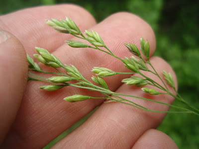 Clustered Fescue - Festuca paradoxa