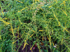 Rough-stemmed Goldenrod, Wrinkleleaf Goldenrod - Solidago rugosa 3