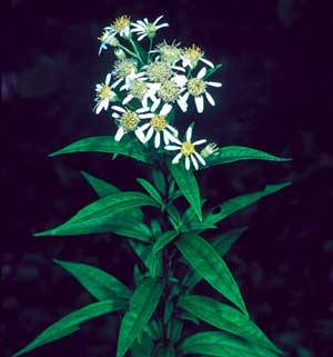 Flat-topped Aster, Cornel-leaf Whitetop - Doellingeria infirma (Aster umbellatus)