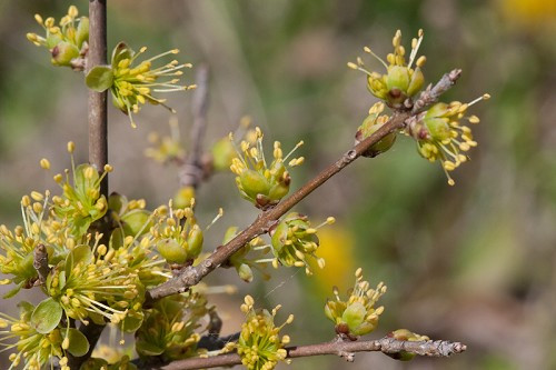 Swamp Privet, Eastern Swampprivet - Forestiera acuminata