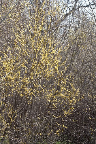 Swamp Privet, Eastern Swampprivet - Forestiera acuminata 2