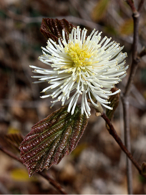 Large Fothergilla, Mountain Witch-alder - Fothergilla major 2