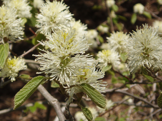 Large Fothergilla, Mountain Witch-alder - Fothergilla major