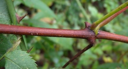 Fox Grape - Vitis labrusca