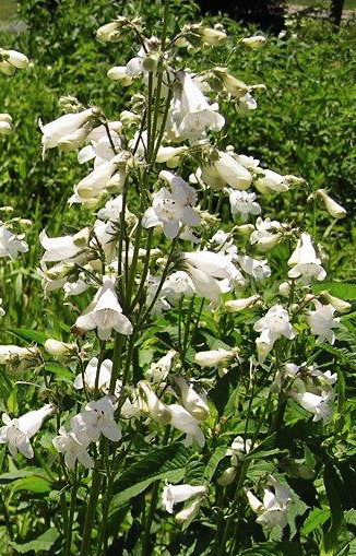 Smooth Penstemon, Foxglove Beardtongue - Penstemon digitalis