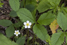 Wild Strawberry, Virginia Strawberry - Fragaria virginiana 3