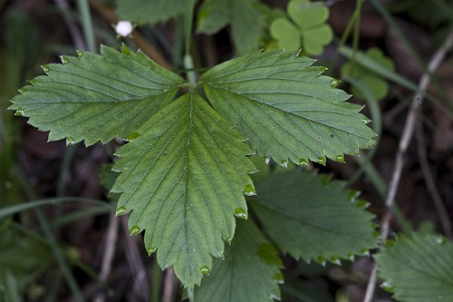 Wild Strawberry, Virginia Strawberry - Fragaria virginiana 4