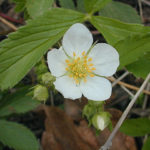 Wild Strawberry, Virginia Strawberry - Fragaria virginiana
