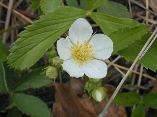 Wild Strawberry, Virginia Strawberry - Fragaria virginiana