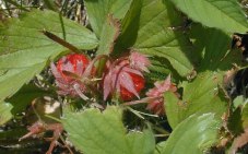 Wild Strawberry, Virginia Strawberry - Fragaria virginiana 2