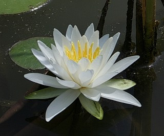 Fragrant Waterlily, American White Waterlily - Nymphaea odorata