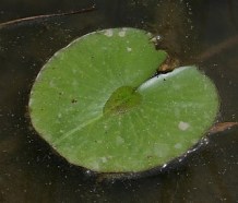 Fragrant Waterlily, American White Waterlily - Nymphaea odorata 1