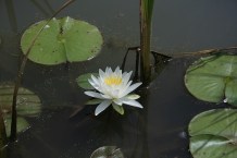 Fragrant Waterlily, American White Waterlily - Nymphaea odorata 3