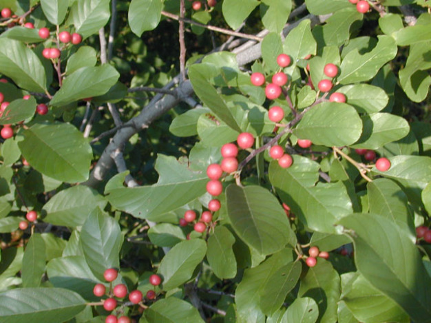 Carolina Buckthorn, Carolina False Buckthorn, Indian Cherry - Frangula caroliniana (Rhamnus caroliniana)