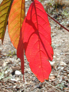 Carolina Buckthorn, Carolina False Buckthorn, Indian Cherry - Frangula caroliniana (Rhamnus caroliniana) 2