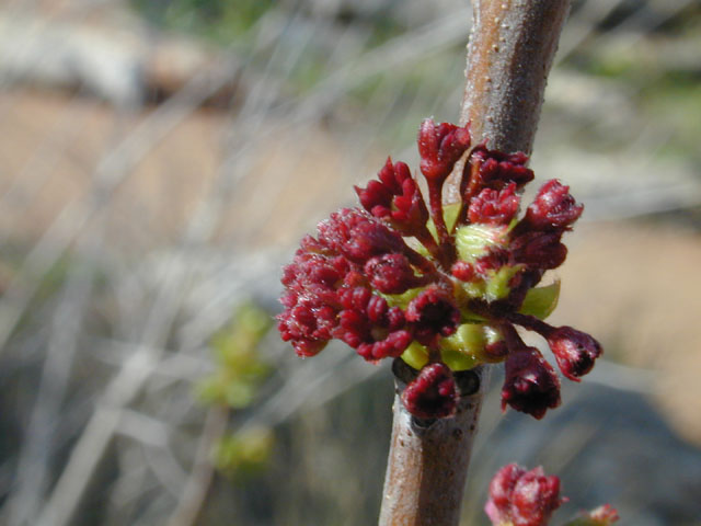 Carolina Buckthorn, Carolina False Buckthorn, Indian Cherry Frangula caroliniana (Rhamnus caroliniana)