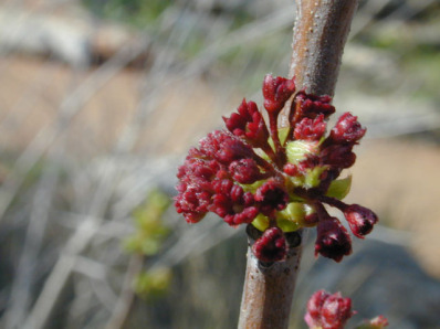 Carolina Buckthorn, Carolina False Buckthorn, Indian Cherry - Frangula caroliniana (Rhamnus caroliniana) 3