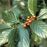Carolina Buckthorn, Carolina False Buckthorn, Indian Cherry Frangula caroliniana (Rhamnus caroliniana) 2