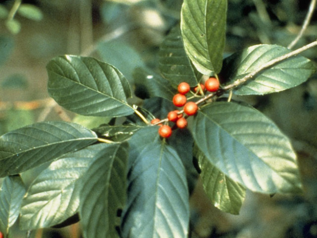 Carolina Buckthorn, Carolina False Buckthorn, Indian Cherry Frangula caroliniana (Rhamnus caroliniana) 2