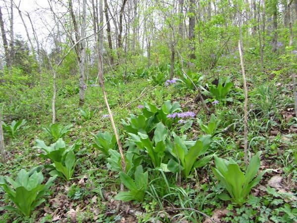 American Columbo, Green Gentian - Frasera caroliniensis