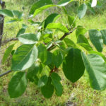 Green Ash, Red Ash Fraxinus pennsylvanica 4