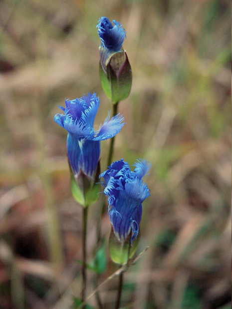 Greater Fringed Gentian - Gentianopsis crinita (Gentiana crinita)