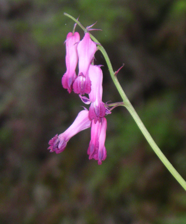 Fringed Bleedingheart - Dicentra eximia