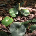 Galax, Wand Flower, Beetleweed - Galax urceolata (Galax aphylla)