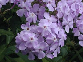 Garden Phlox, Summer Phlox - Phlox paniculata 1