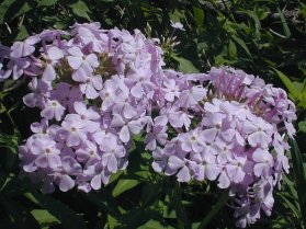 Garden Phlox, Summer Phlox - Phlox paniculata