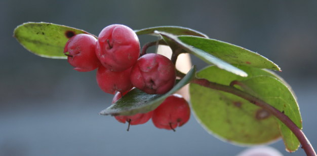 Wintergreen, Teaberry, Checkerberry - Gaultheria procumbens